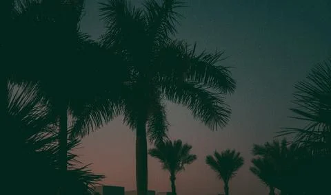 Palms on a beautiful sunset background creating a silhouette against the blue Stock Photos
