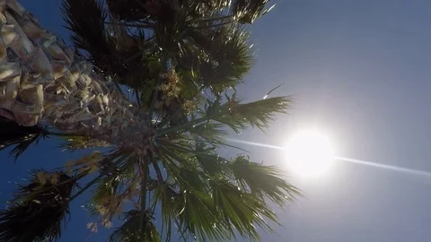 Palms from below, sky, sun, summer Stock-Footage 77565870