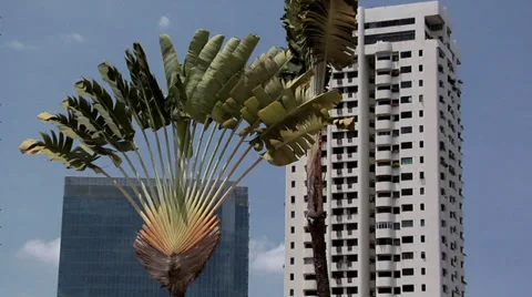 Palms besides the Statue and small Buildings of Boat Quay Video stock 38606129
