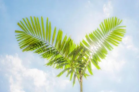 Palms at beuatiful shiny blue sky background Stock Photos