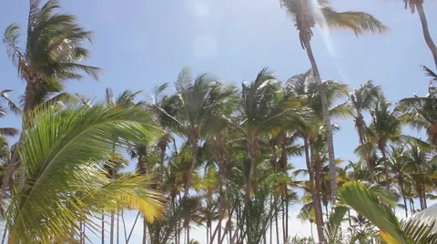 Palms blowing sunny 1 Stock Footage 40632825