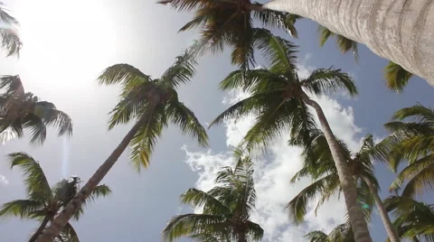 Palms blowing sunny sky Stock Footage 40632831
