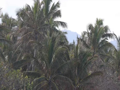 PALMS BLOWING IN TRADEWINDS Stock Footage 83897724