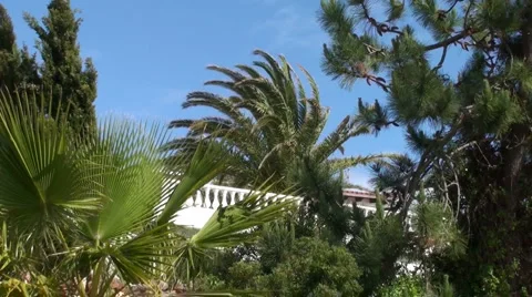 Palms blowing in the wind Stock Footage 890983