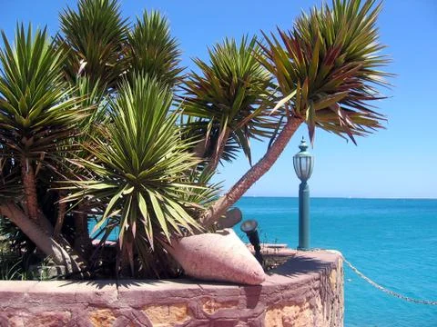 Palms on blue sea background Stock Photos