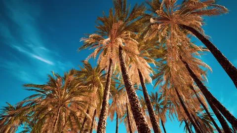 Palms at blue sky background Stock Illustration