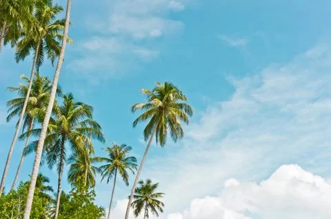 Palms on blue sky background Stock Photos