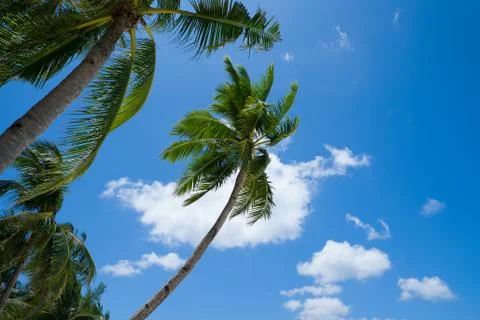 Palms on blue sky background Stock Photos