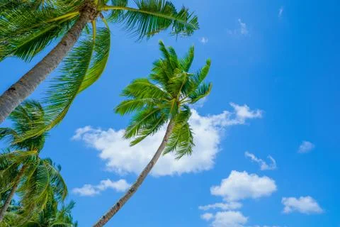 Palms on blue sky background Stock Photos
