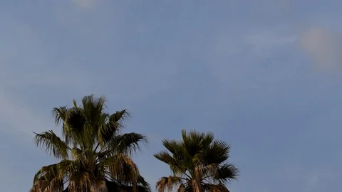 Palms with blue sky in background, time-lapse Stock Footage 126867757