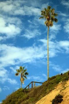 Palms on bluff Stock Photos