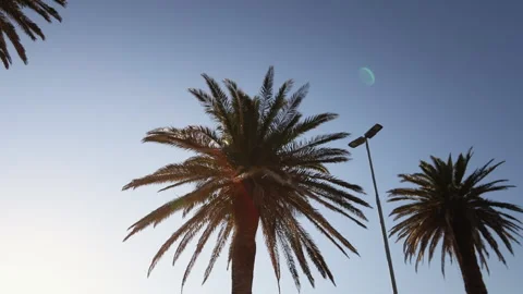 Palms on a boulevard at sunset viewed from a car Stock Footage 313845984