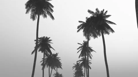 Palms bw Stock Footage 142590545