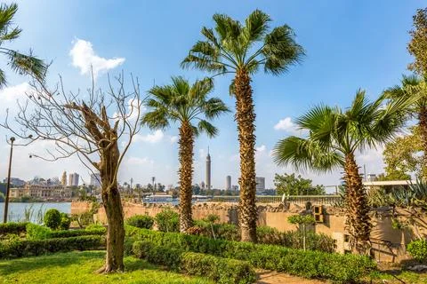 Palms in Cairo Stock Photos
