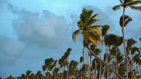 Palms at Caribbean Stock Footage 97078654