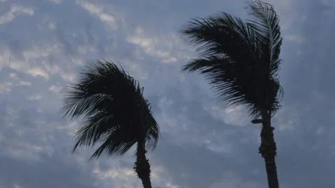 Palms Cloudy Day Video stock 193184023