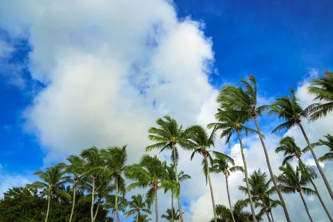 Palms at the coast Foto stock