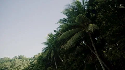 Palms on Costa Rican Beach 動画素材 309346193