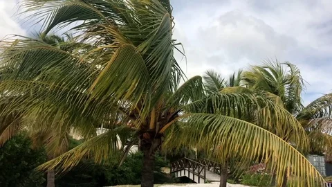 Palms in Curacao Stock Footage 73556018