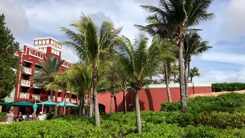 Palms in Curacao Port Stock Footage 73555874