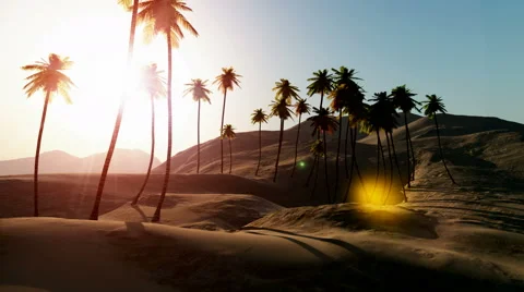 Palms in desert at sunset Stock Footage
