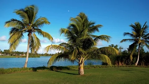 Palms of the Dominican Republic Stock Footage 83079945
