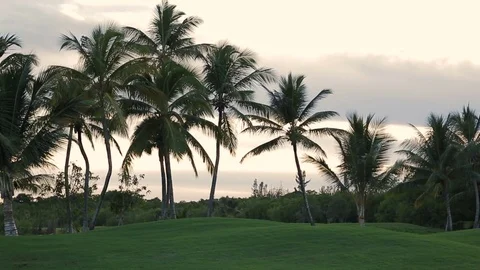Palms of the Dominican Republic Stock Footage 83080198