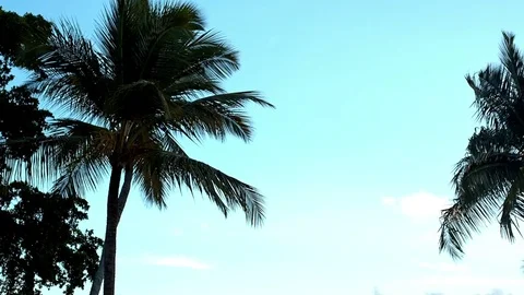Palms of the Dominican Republic Stock Footage 83080344