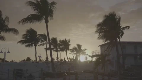 Palms during storm Wedding after sunset Stock Footage 176916352