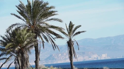 Palms dutch tilt Stock Footage 89693389