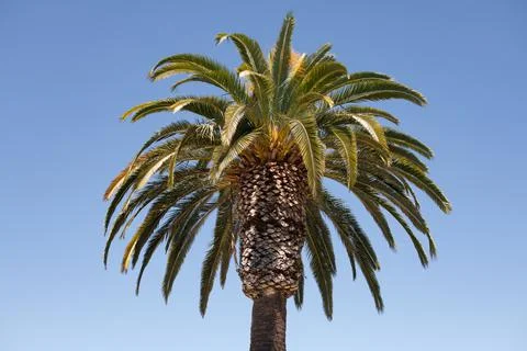 Palms exotic pattern. Coconut palm trees, beautiful tropical texture with sun 스톡 사진