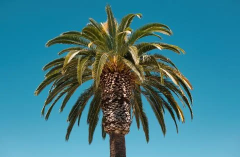 Palms exotic pattern. Coconut palm trees, beautiful tropical texture with sun Stockfoto's