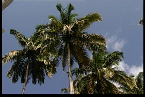 Palms Stock Footage 67237