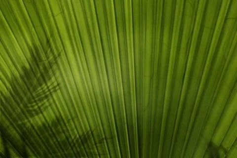 Palms 스톡 동영상 335297