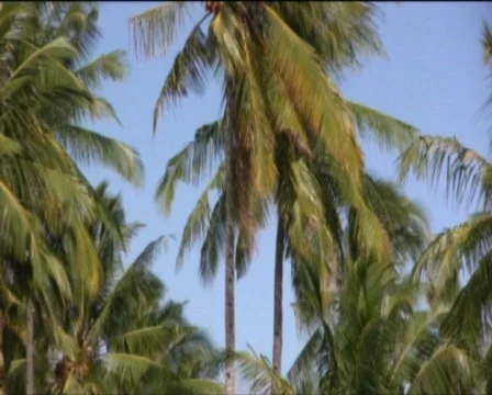 Palms Stock Footage 557918