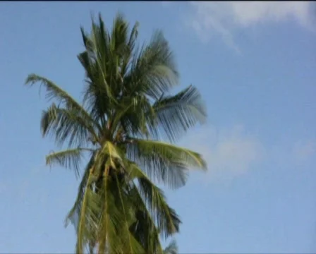 Palms Stock Footage 557942