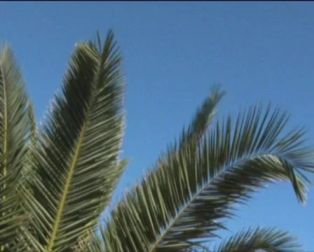 Palms Stock Footage 559702