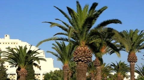 Palms Stock Footage 777396