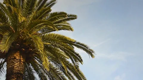 Palms Stock Footage 7729048