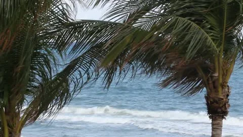 Palms Stock Footage 10844278