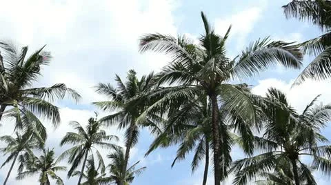 Palms Stock Footage 15123613