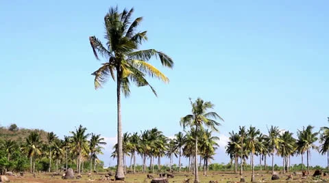 Palms Stock Footage 26871305