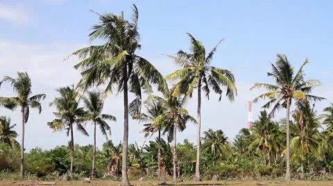 Palms Video stock 26871819