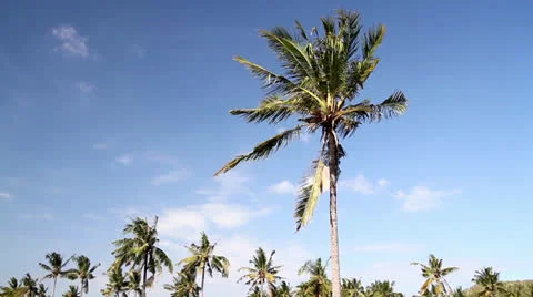 Palms 스톡 동영상 26872636