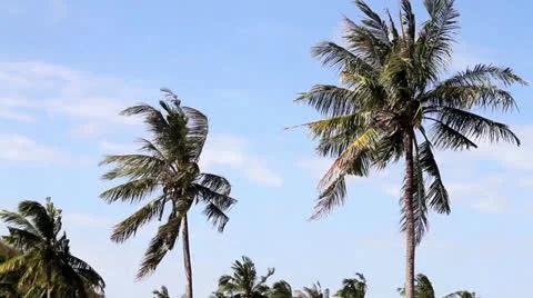 Palms Stock Footage 26873332
