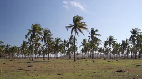 Palms Stock Footage 26873865