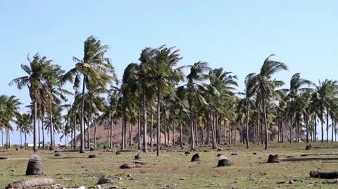 Palms Stock Footage 26874746