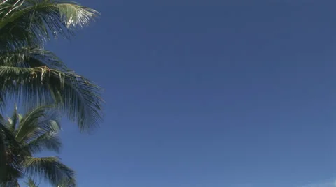 Palms Stock Footage 32422423