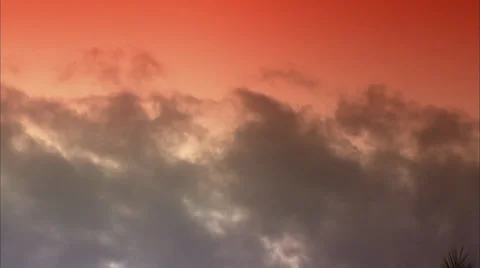 Palms Stock Footage 32422557