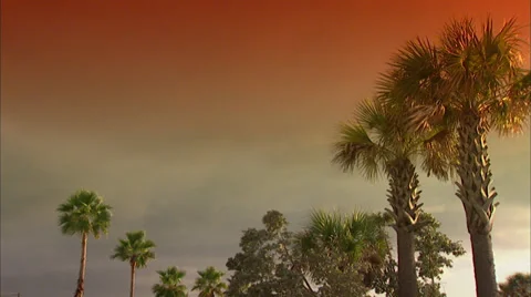 Palms Stock Footage 32422673